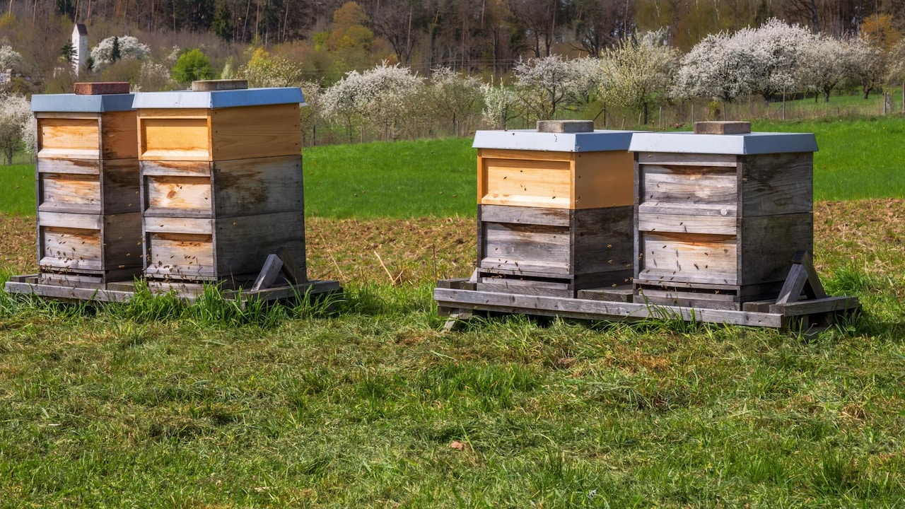 Schnittgut: Bienenzucht, Erd-Kühlschrank, Bodenhelfer